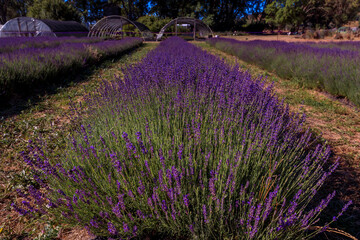 Lavender field in bloom in Vacaville Northern California