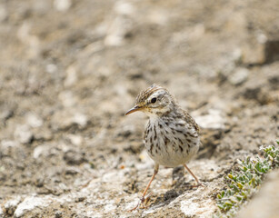 Berthelot´s Pipit between the volcanic stones of Caldera Blanca