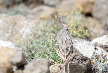 Berthelot´s Pipit between the volcanic stones of Caldera Blanca
