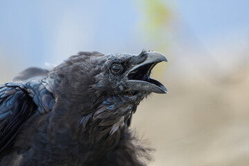 Close-up of canary crow