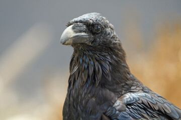 Close-up of canary crow