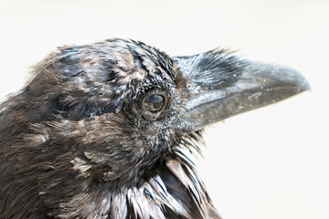 Close-up of canary crow