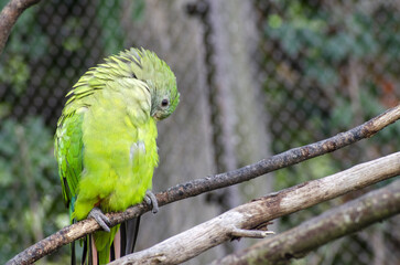 green parrot sitting on a branch in Prague ZOO