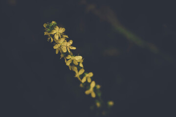 Blooming agrimony flowers