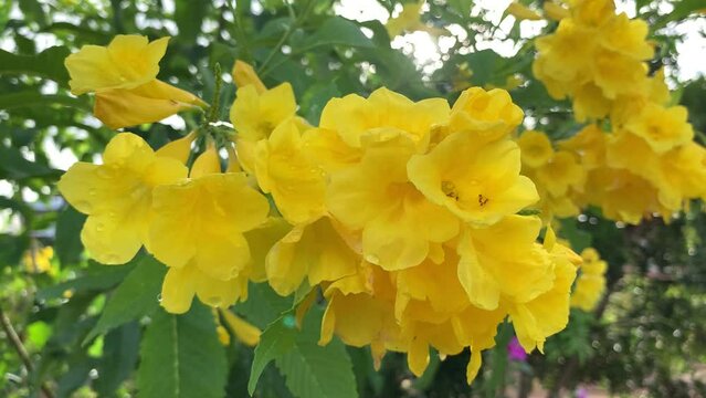 Closeup shot of yellow elder flowers - Tecoma stans
