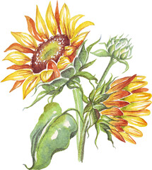 Yellow sunflower. Watercolor illustration. Hand-painting	
