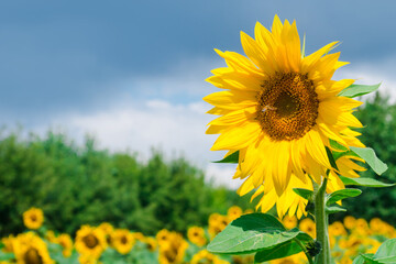 Field of blooming sunflowers on the background of a blue cloudy sky. Honey bee pollinating sunflower plant. Sunflower part with seeds and fibonacci sequence. Amazing nature of summertime