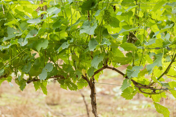 Fototapeta na wymiar close up of green grape vine