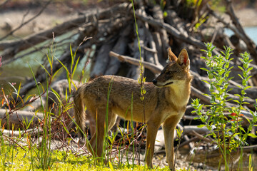 jackal in the forest