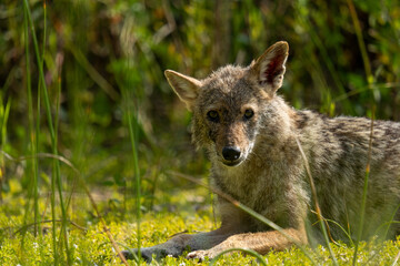black backed jackal in grass
