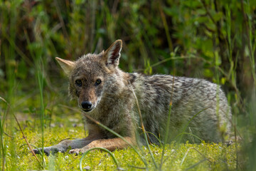black backed jackal