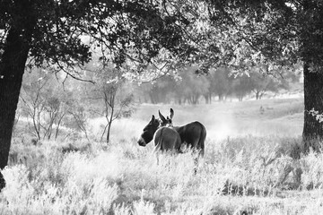 Naklejka na ściany i meble Mini donkeys in farm field, black and white during summer in Texas.