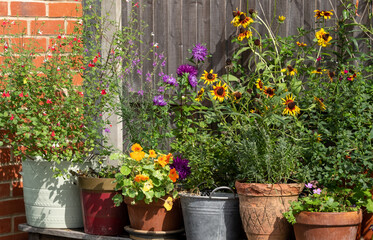 Wildlife friendly suburban garden with rudbeckia hirta flowers, nasturtiums, container pots, flowers and greenery. Photographed in Pinner, northwest London UK.
