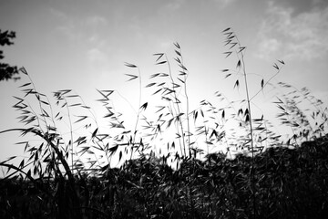 Native Texas grasses in black and white, summer field