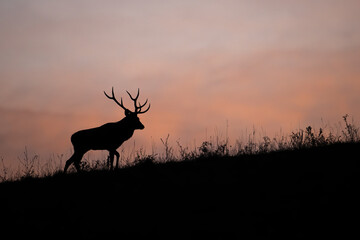 Silhouette of red deer, cervus elaphus, walking on meadow in color sunset. Outline of male mammal moving on field in evening autumn. Stag in backlit going on grass in fall.