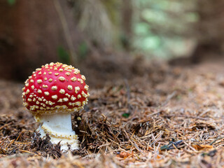 Fly agaric