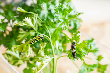キアゲハの幼虫