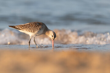 The bar-tailed godwit (Limosa lapponica)  at the beach.