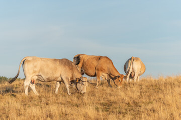 Aubrac cows in a dry pasture in summer.