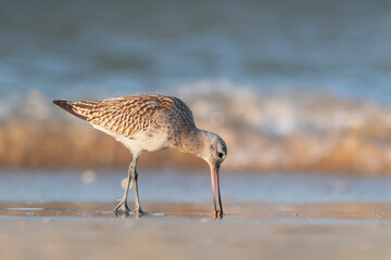 The bar-tailed godwit (Limosa lapponica)  at the beach.