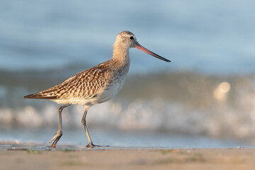 The bar-tailed godwit (Limosa lapponica)  at the beach.