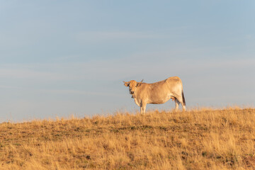 Aubrac cow in a dry pasture in summer.