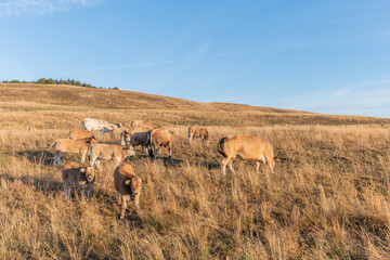 Aubrac cows in a dry pasture in summer.