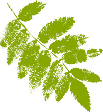 Rowan leaf paint print