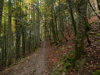 Autumn landscape of a forest with shades of green