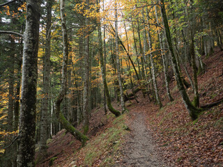 Autumn trail that ends at the end of the forest