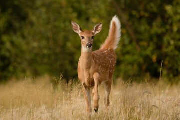 White tailed deer fawn stands near forest in a field