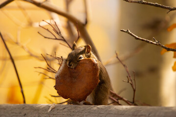 A beautiful North American squirrel eats a delicious mushroom