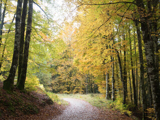 Fototapeta premium luminous rainy autumn walk with different colors in basque country