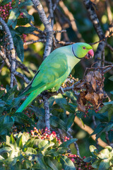 A parrot bird on branch. The rose-ringed parakeet, ring-necked parakeet, medium-sized parrot,Psittacula, Psittacidae.