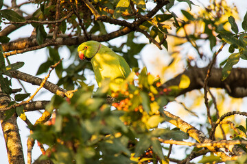 A parrot bird on branch. The rose-ringed parakeet, ring-necked parakeet, medium-sized parrot,Psittacula, Psittacidae.