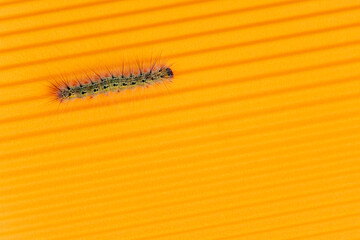 Caterpillar on the orange corrugated background