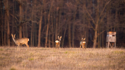 Group of roe deer, capreolus capreolus, looking away next to hunting stand. Three female mammals...