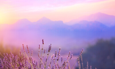 Blooming lavender flowers at sunset in Provence alps, France