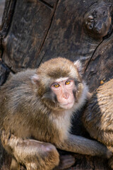 The intense gaze of a macaque, which looks towards the camera. The big yellow eyes of the monkey. Telephoto lens. Closeup.