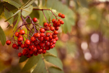 Autumnal background with red fruits of rowan tree. 