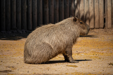 A large capybara with red and brown fur, seen in profile, sitting on its hind legs.