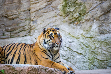 A large tiger lying on a rock, resting, waiting for prey. Closeup, telephoto. The predator's gaze fixed forward, looking for prey.