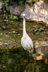 An egret with white feathers and a black beak, walks with its legs immersed in the shallow water of a pond.