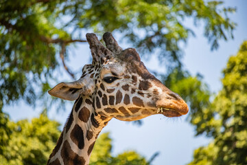 Close-up of a Giraffe's head, in profile, while eating grass. The coat of the giraffe, with the characteristic brown spots. The giraffe is the tallest living mammal. Zoom, telephoto.