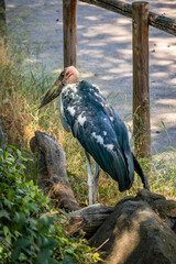 Obraz premium A large Marabou stork walks in the vegetation. The large conical beak, the bald pink head and the black and white feathers. The Marabou is a large scavenger.