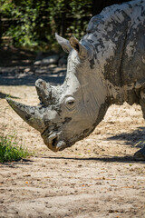 Fototapeta premium A large gray rhino sniffs the ground for food, its thick wrinkled skin covered in mud. The two large horns on the head.