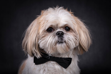 portrait of the Shih tzu Dog