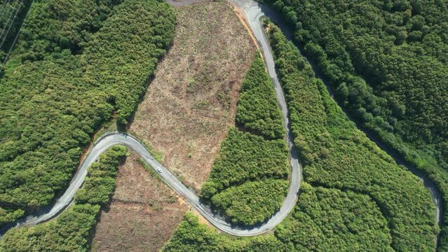 aerial road and forest