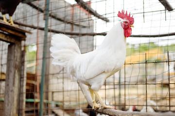 Rooster is in the farm chicken coop. Floor cage free chickens is trend of modern poultry farming. Local business.