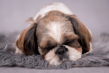 portrait of the Shih tzu Dog